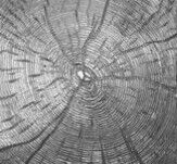 Плитка тротуарная вибролитьевая Срез дерева 300х300х30 мм серая