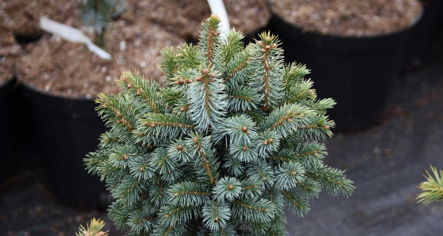 Ель ситхинская Тенас (Picea sitchensis Tenas) 7.5л контейнер, 25-40 см